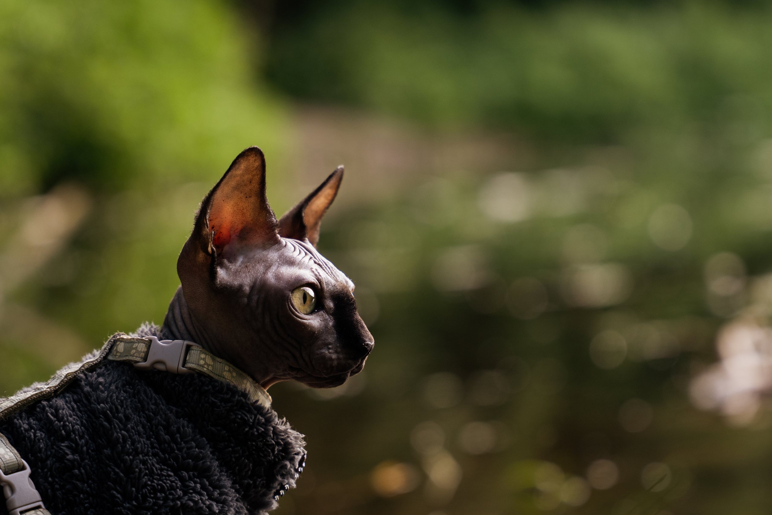 Portret kota rasy sfinks w zielonym plenerze – zdjęcie 4